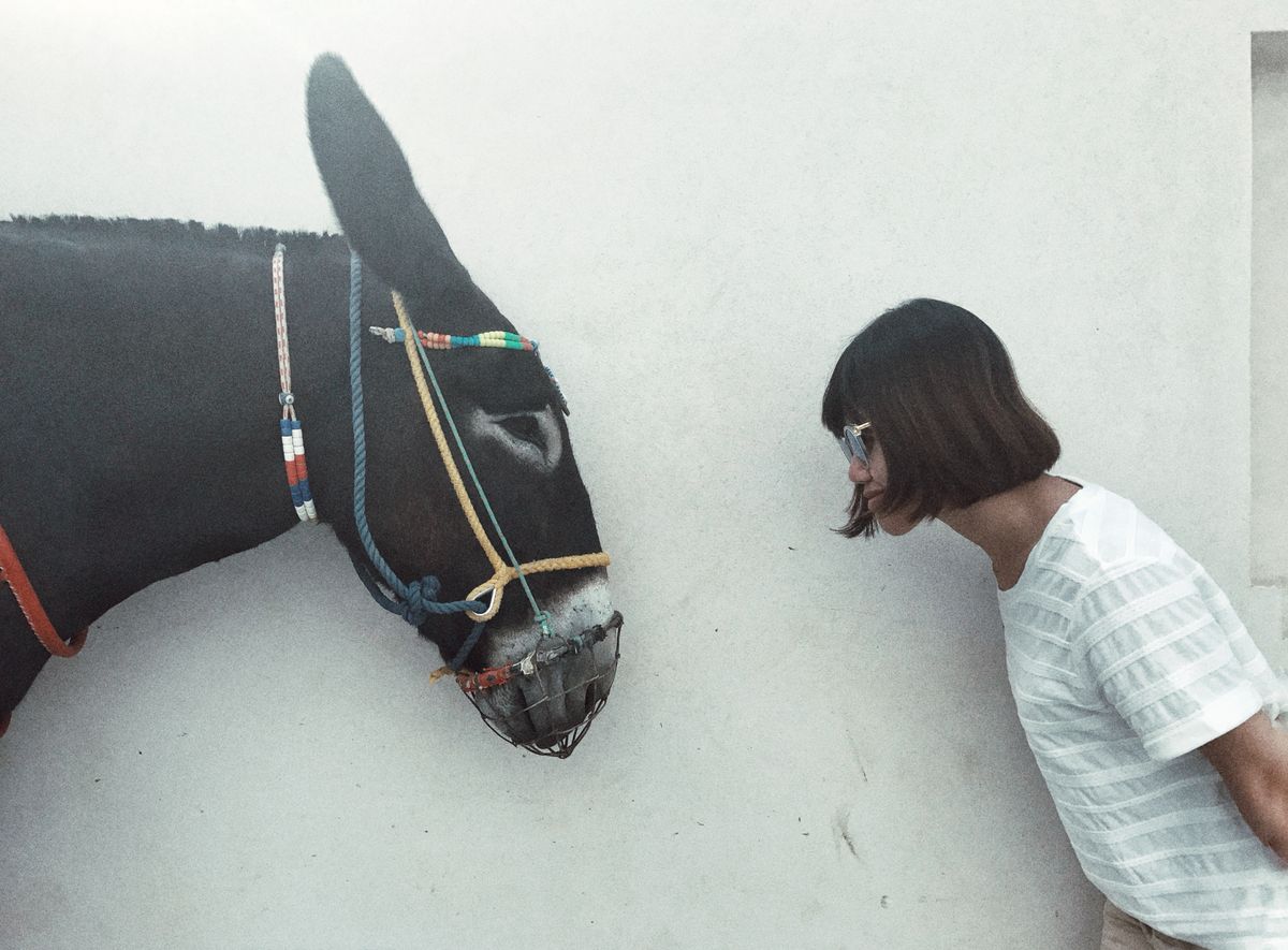 Woman stares a donkey in the face