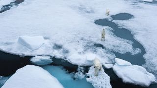 International Polar Bear Day images by photographers supplied by picfair