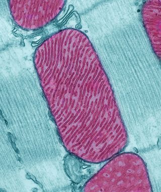 nearly all cells have mitochondria
