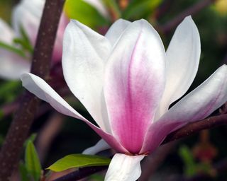 close up of flower on Magnolia soulangeana 'Alexandrina'