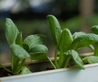spinach growing hydroponically