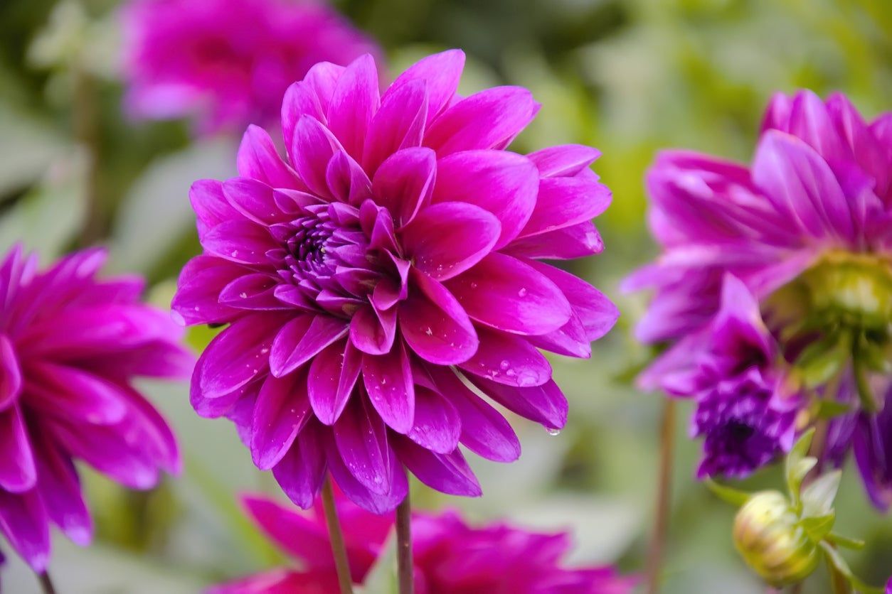 Pink Dahlia Flowers