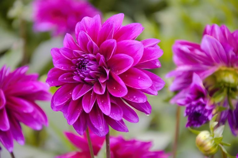 Dahlia Watering Needs &ndash; When Should I Water Dahlia Tubers | Gardening
