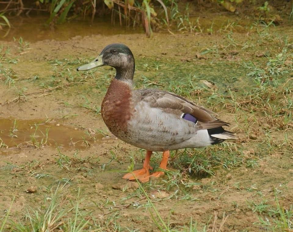 Trevor, the only duck on the Pacific island of Niue, stands near his cozy puddle home. Trevor was reportedly named after New Zealand parliamentary speaker Trevor Mallard.