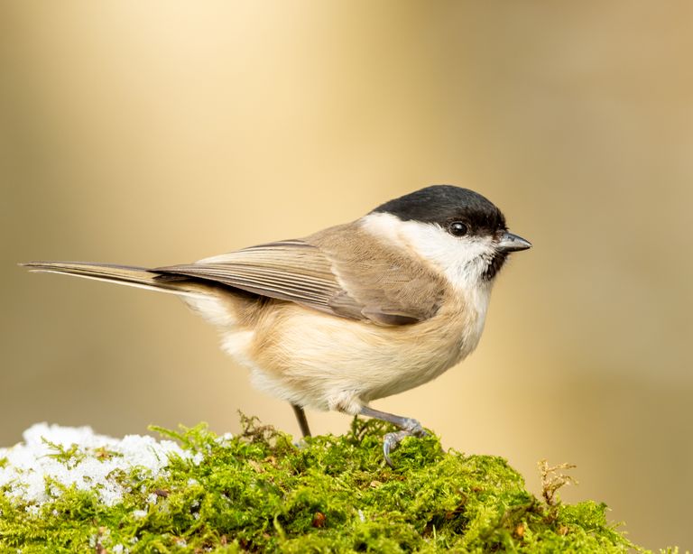 Should you feed birds? RSPB respond to bird feeding debate Gardeningetc