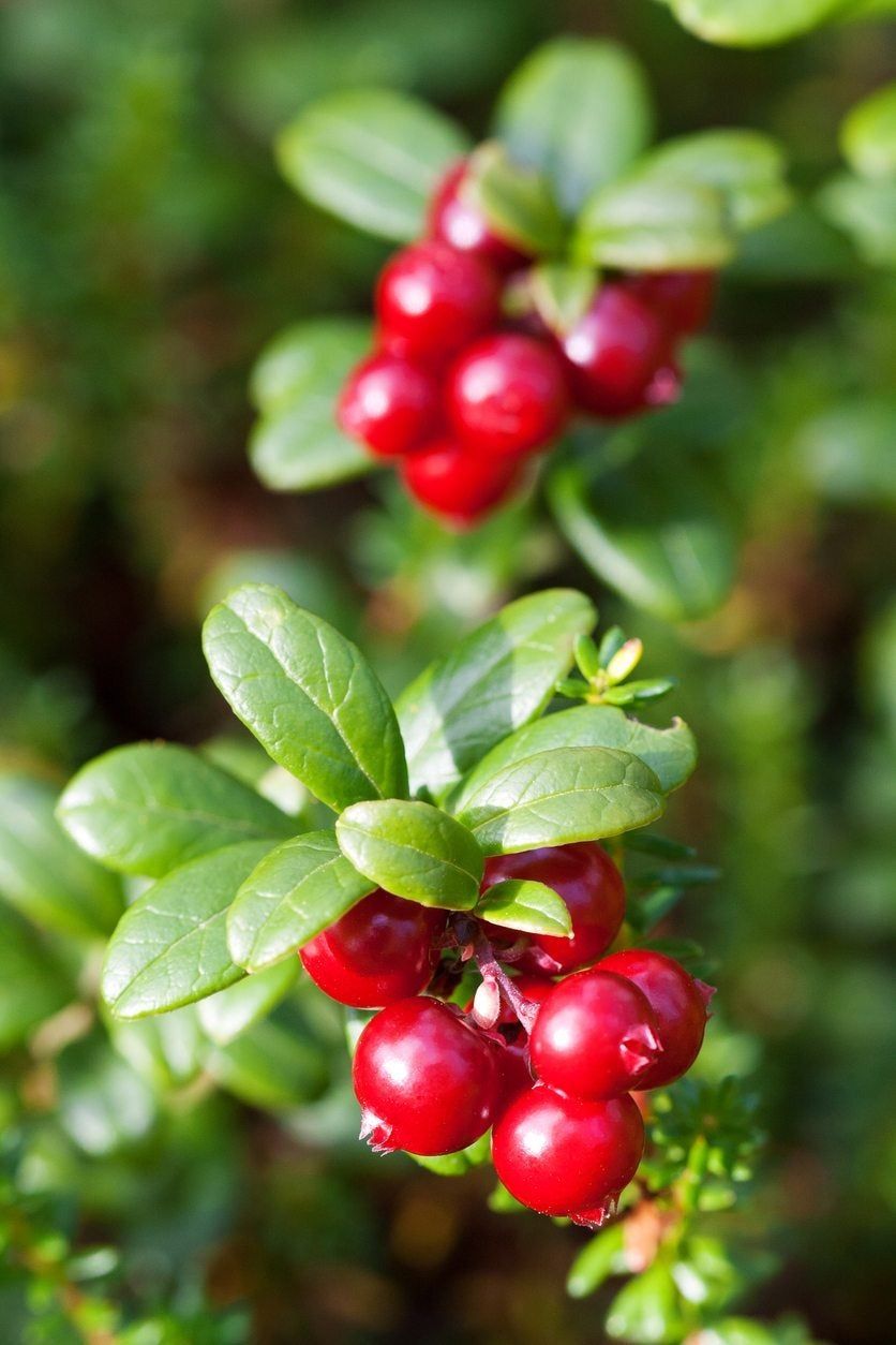 cranberry container