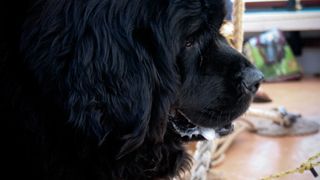 Newfoundland dog working on a boat