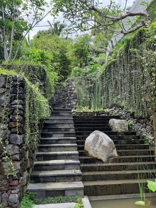 tropical garden ideas with stone staircase and vines