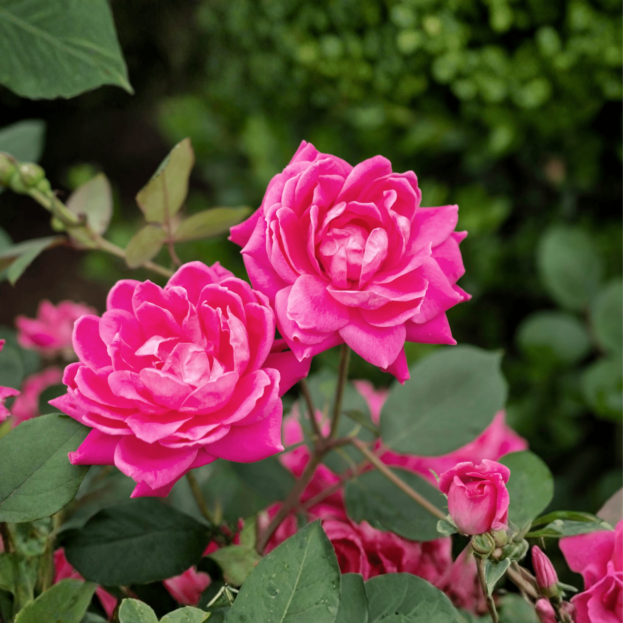 Pink Double Knock Out&amp;reg; Shrub Rose