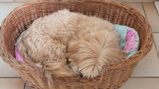 Lhasa Apso dog sleeping in a basket