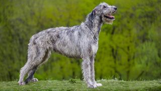 32 big dog breeds that make sensible pets