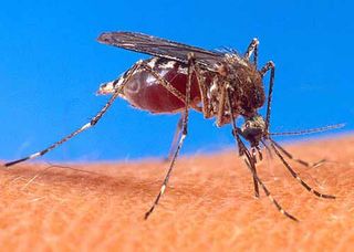 An Aedes aegypti mosquito feeding on blood.