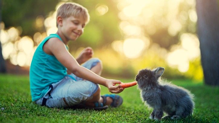 A boy feeding a small black rabbit with a carrot