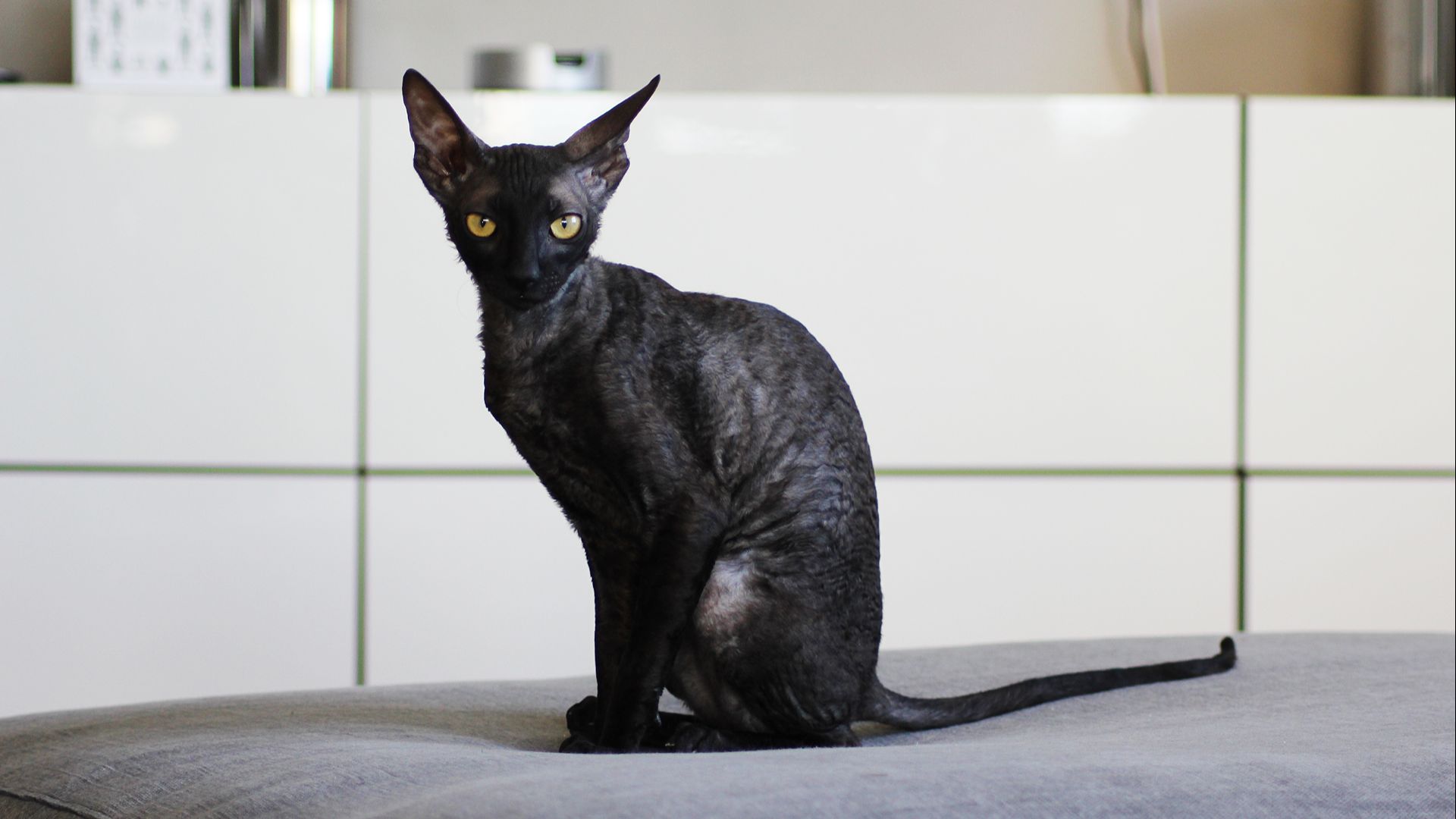 Black Cornish Rex cat sitting on the bed