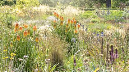 Red hot poker in prairie style garden border