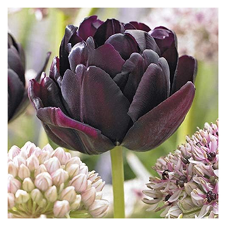 A close-up of black hero peonies