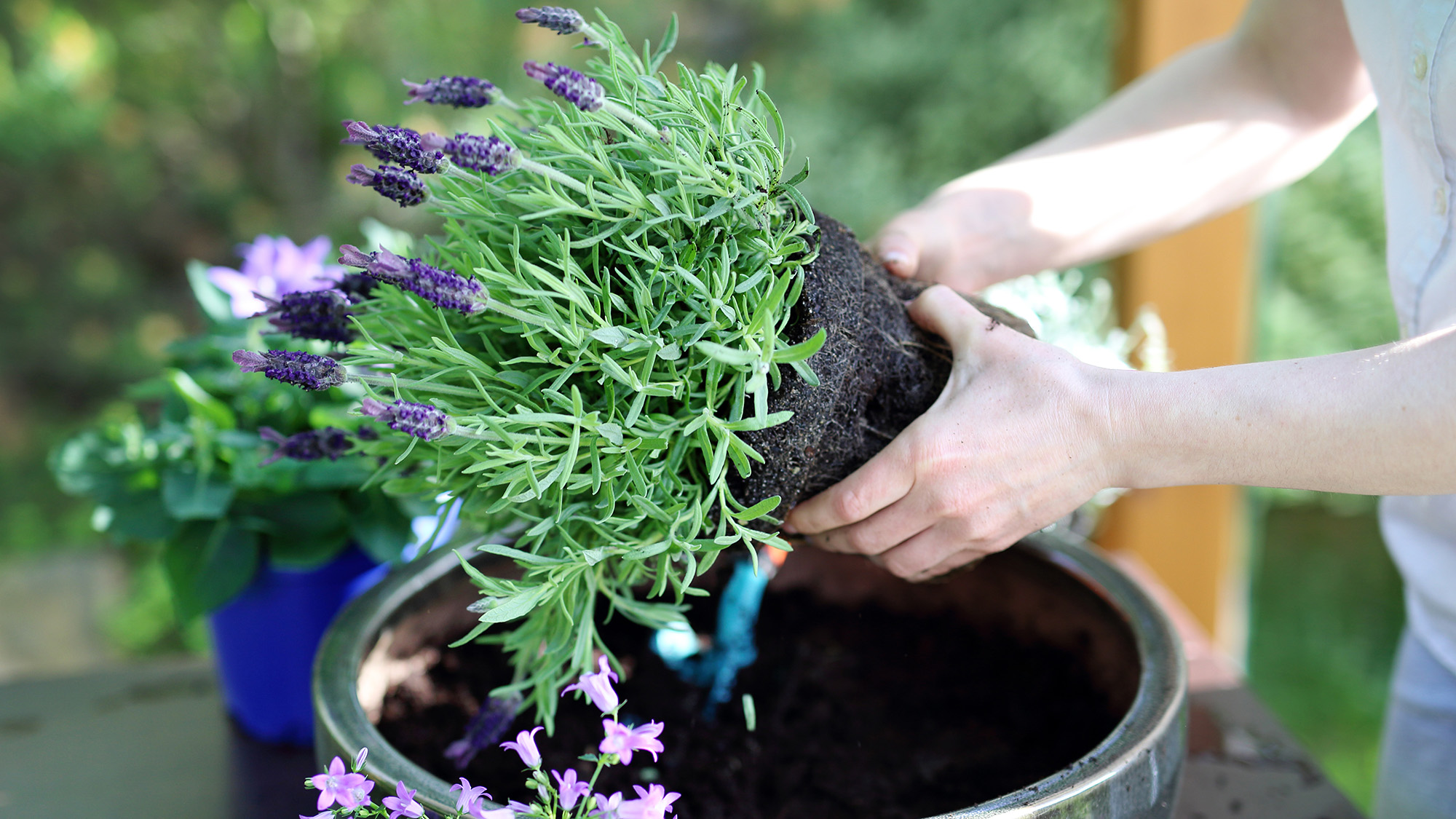 Woman planting lavender in container