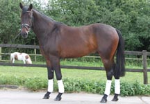 Matt-Jenkins-dressage-blog.jpg