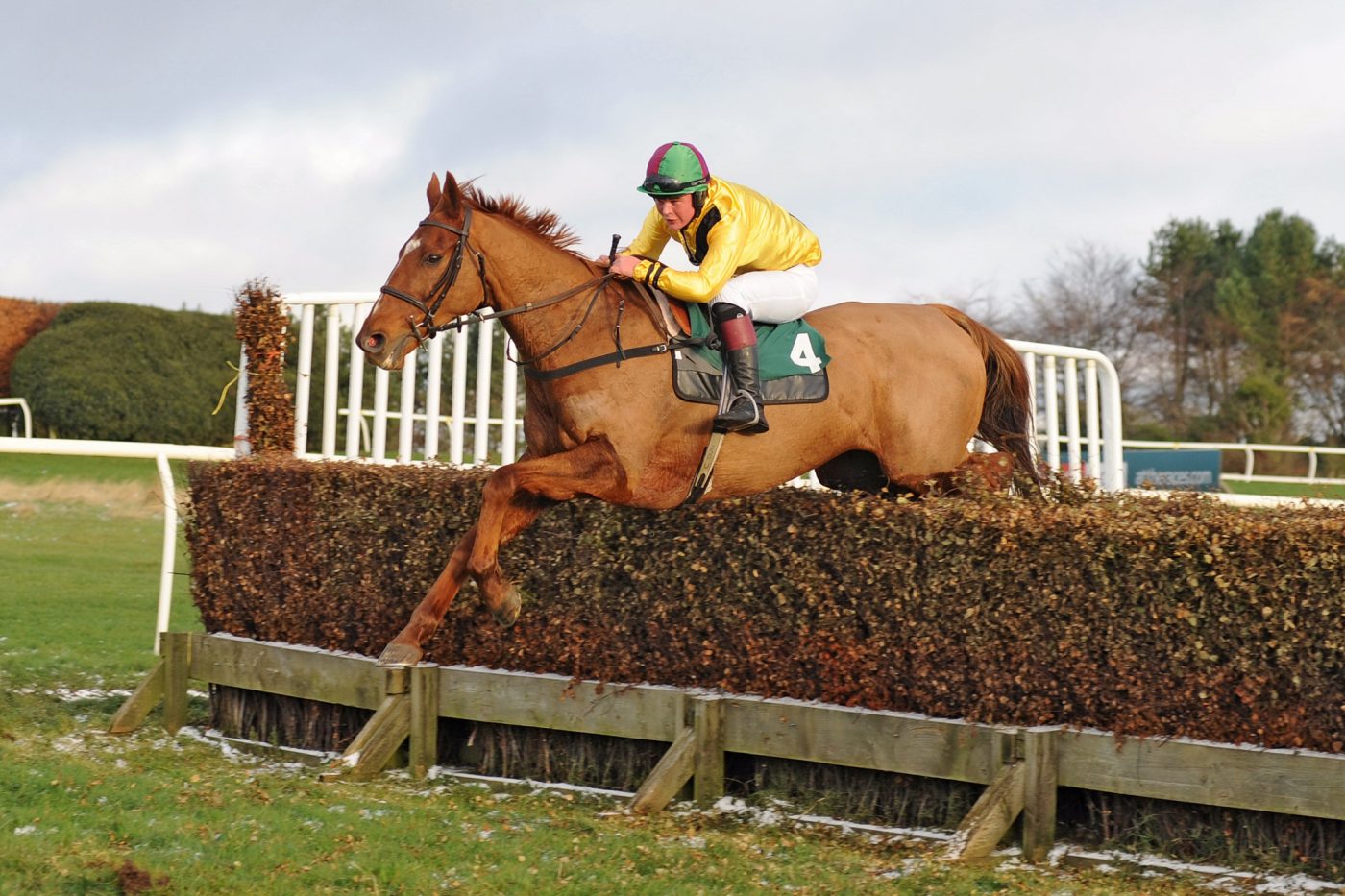 Game As A Pheasant IMAGE P2P GRACE BERESFORD COMM1USE