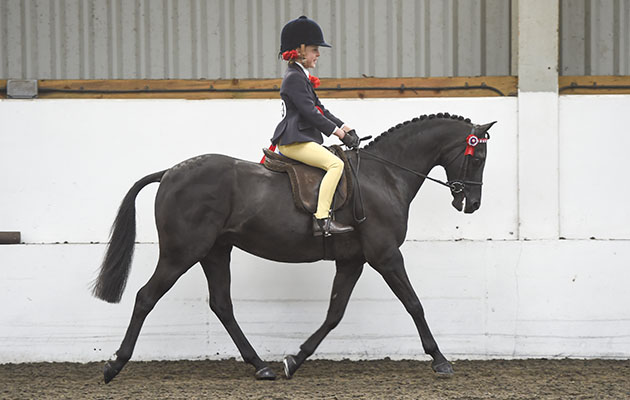 BSPS Area 15 show 22.04.2017