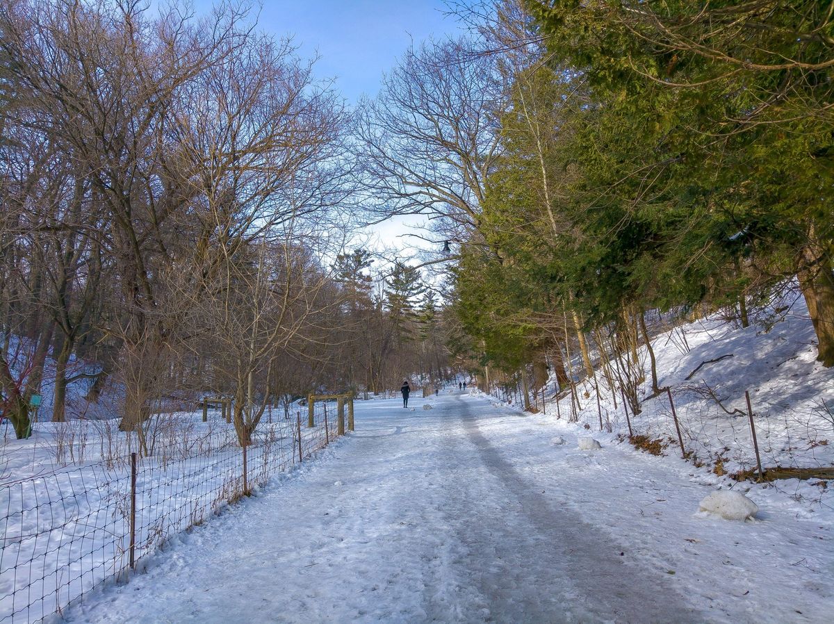 Snow Walk