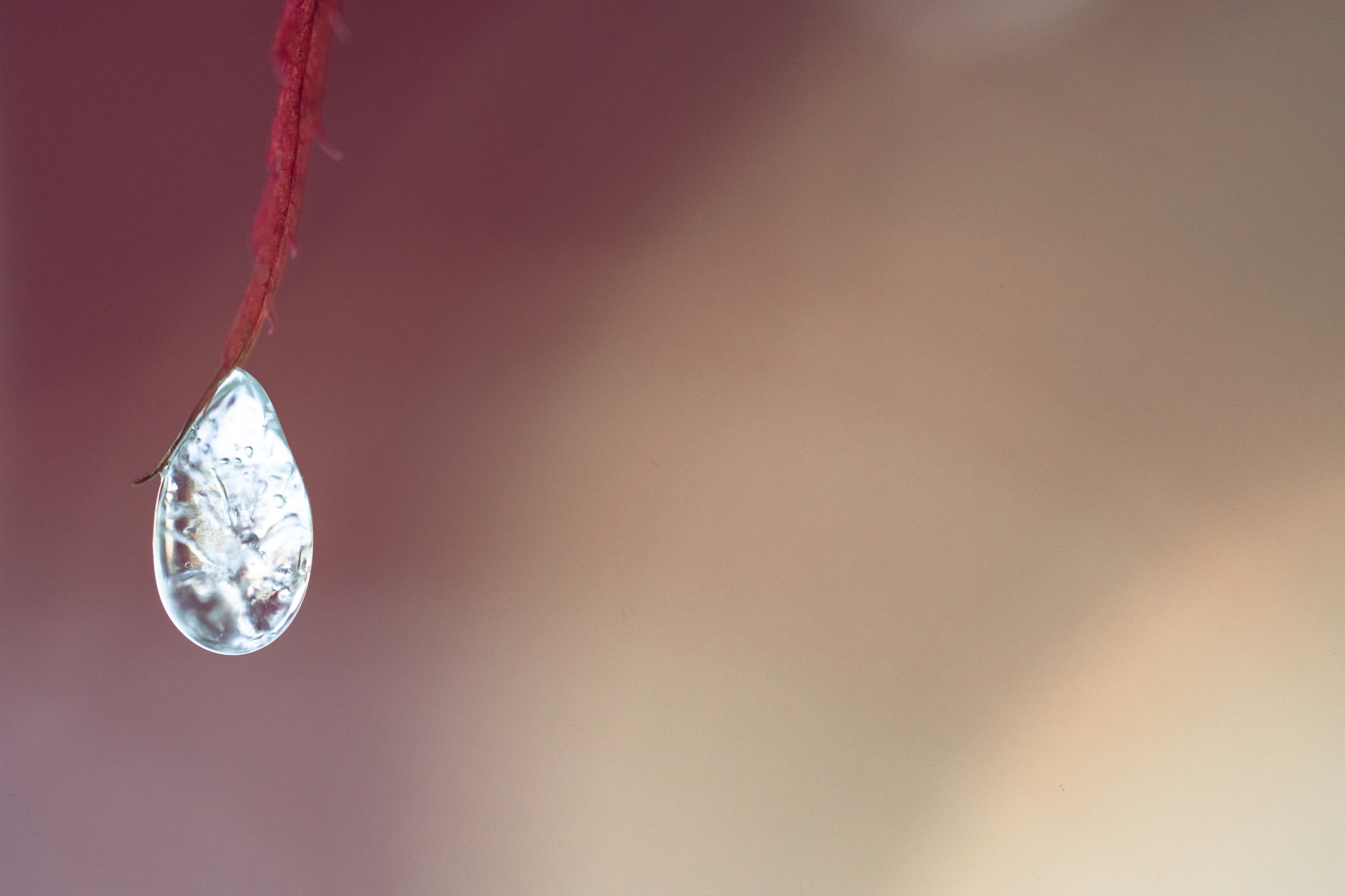 A macro photo of ice on fall leaves shot with the Sony FE 100mm f/2.8 Macro GM OSS