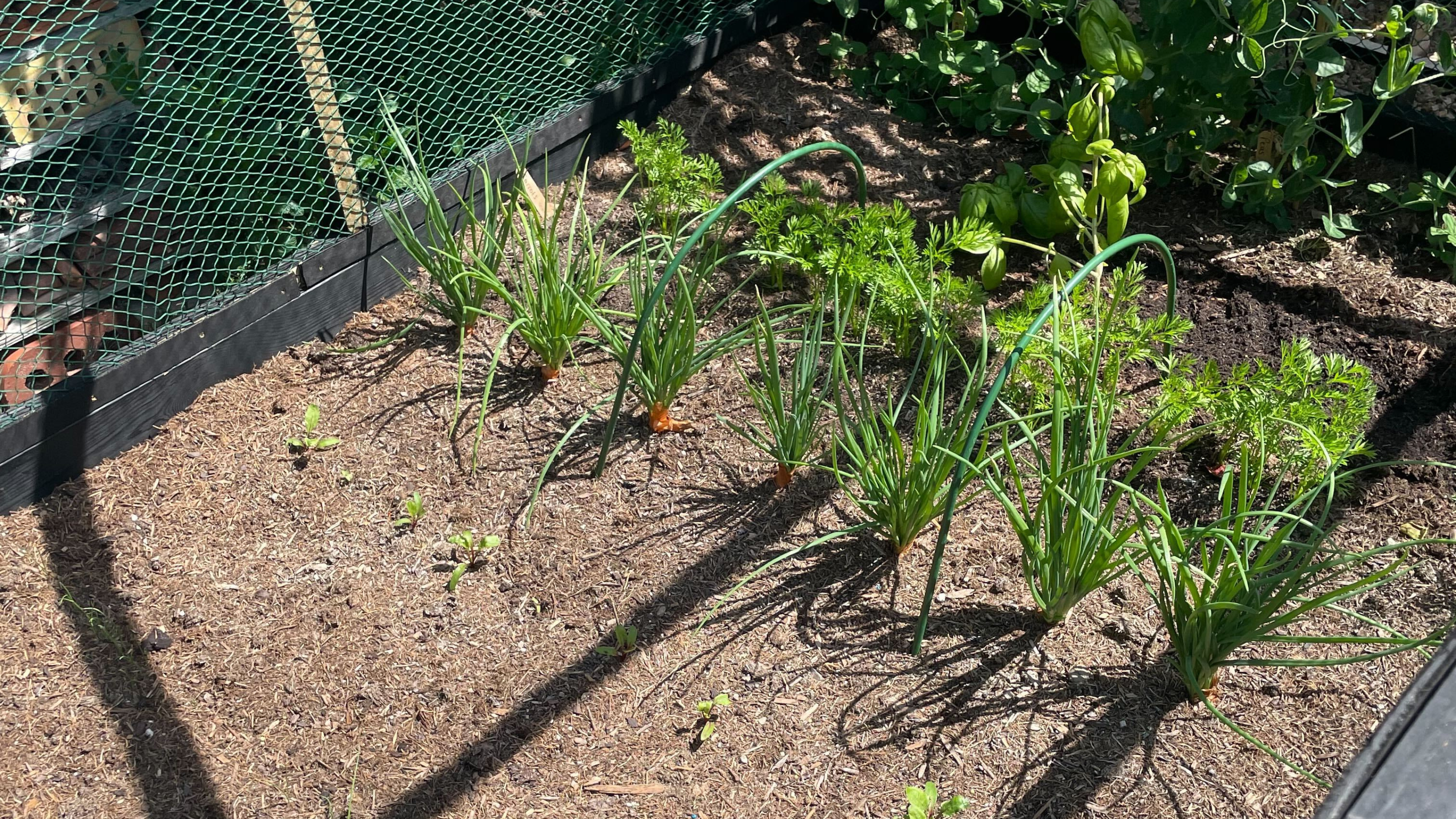 Raised vegetable bed in garden with shallots, carrots, beetroot, basil and peas, surrounded by net cage