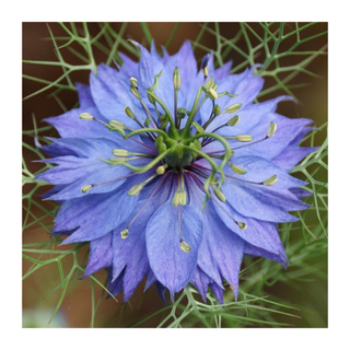 A blue/purple nigella flower