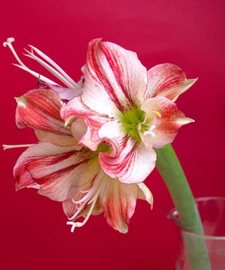 Gervase pink amaryllis flowerhead