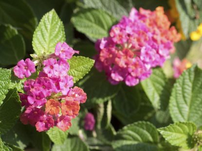 Colorful Lantana Weeds