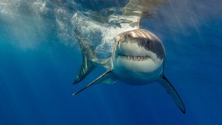 Great White Shark near the surface.