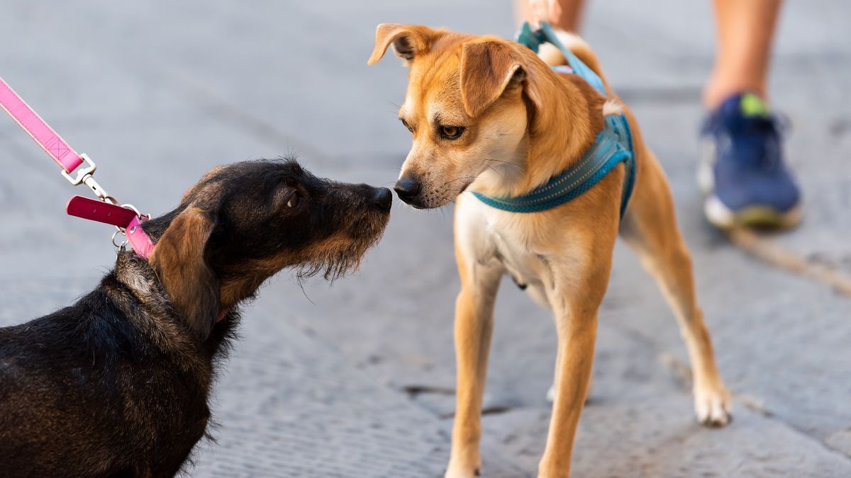 Two dogs on leash greeting each other in the street