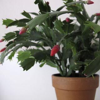 Christmas cactus plant with red buds not yet open