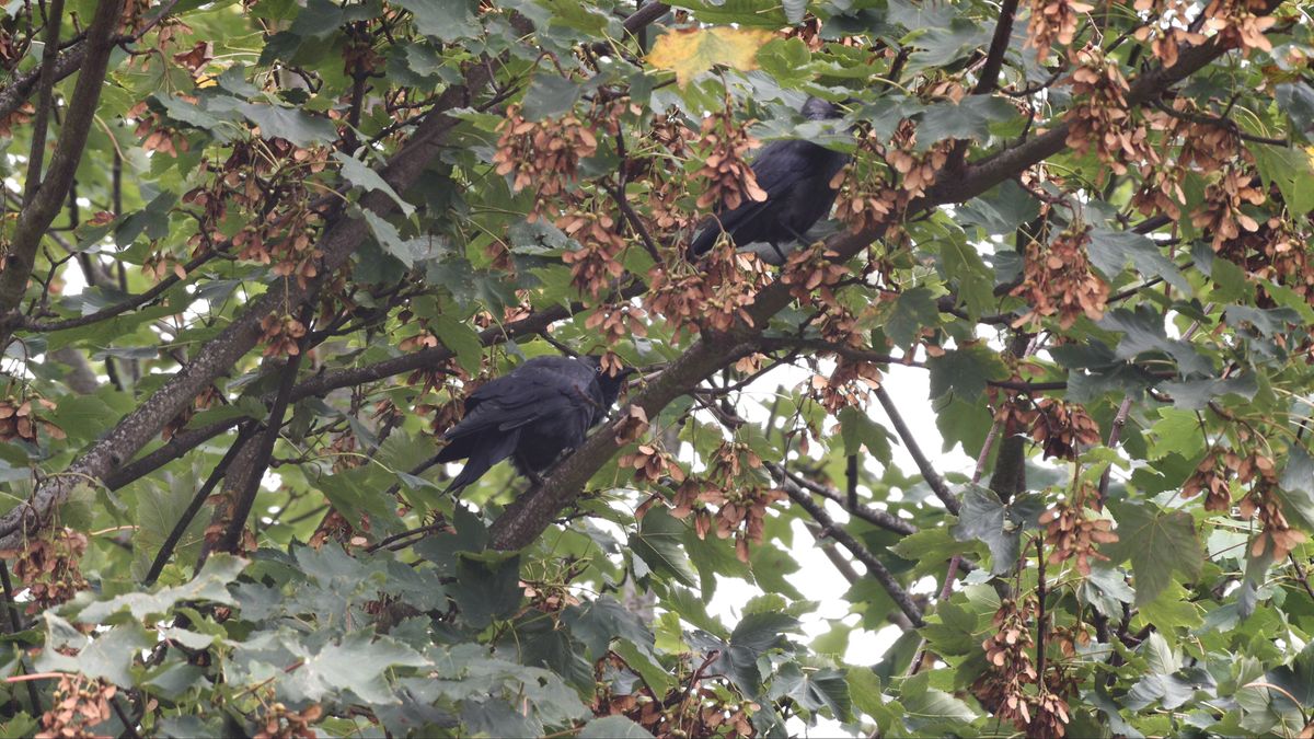 A photo taken with the Dwarf III smart telescope in photo mode, showing birds in a tree