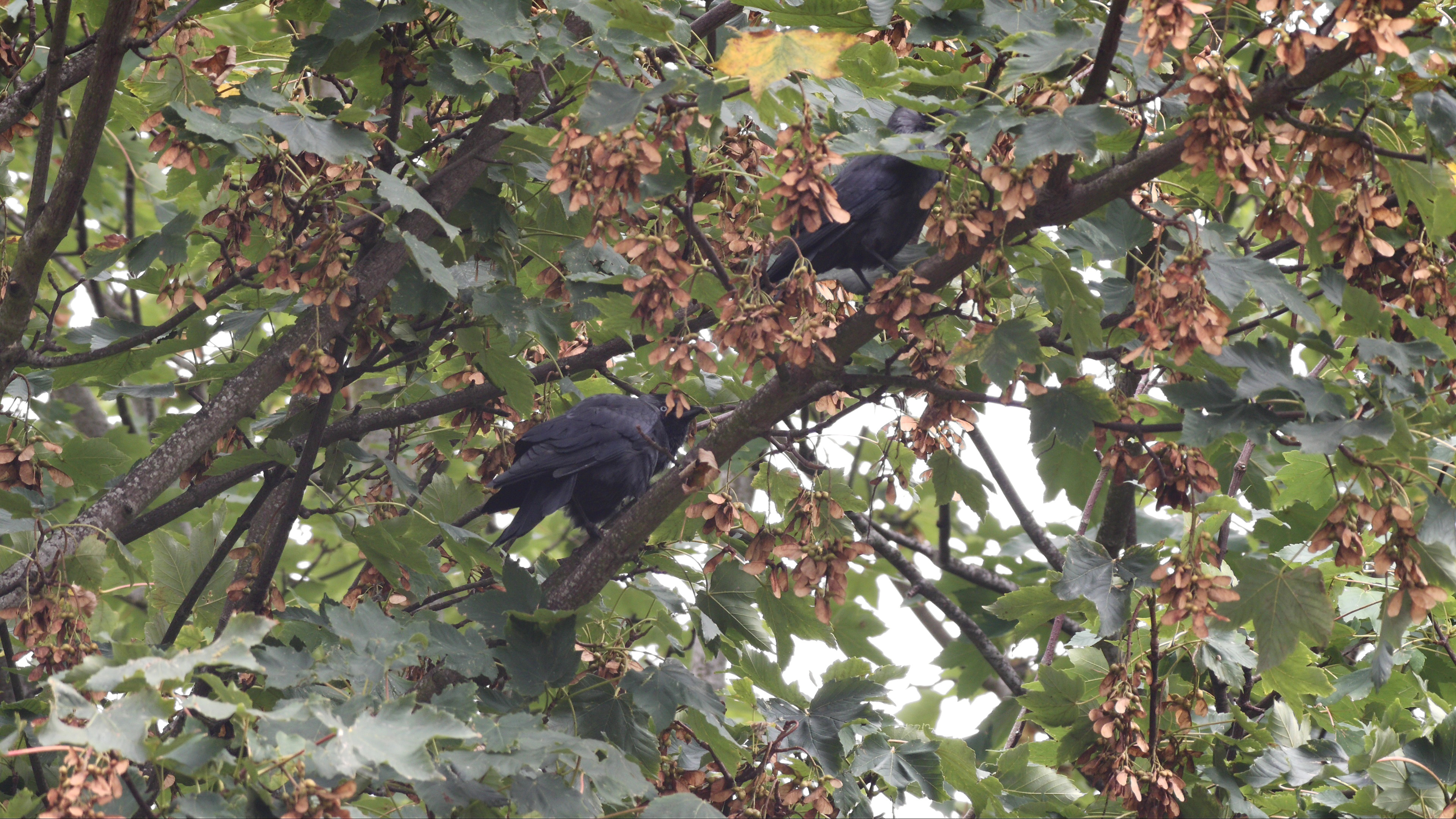 A photo taken with the Dwarf III smart telescope in photo mode, showing birds in a tree
