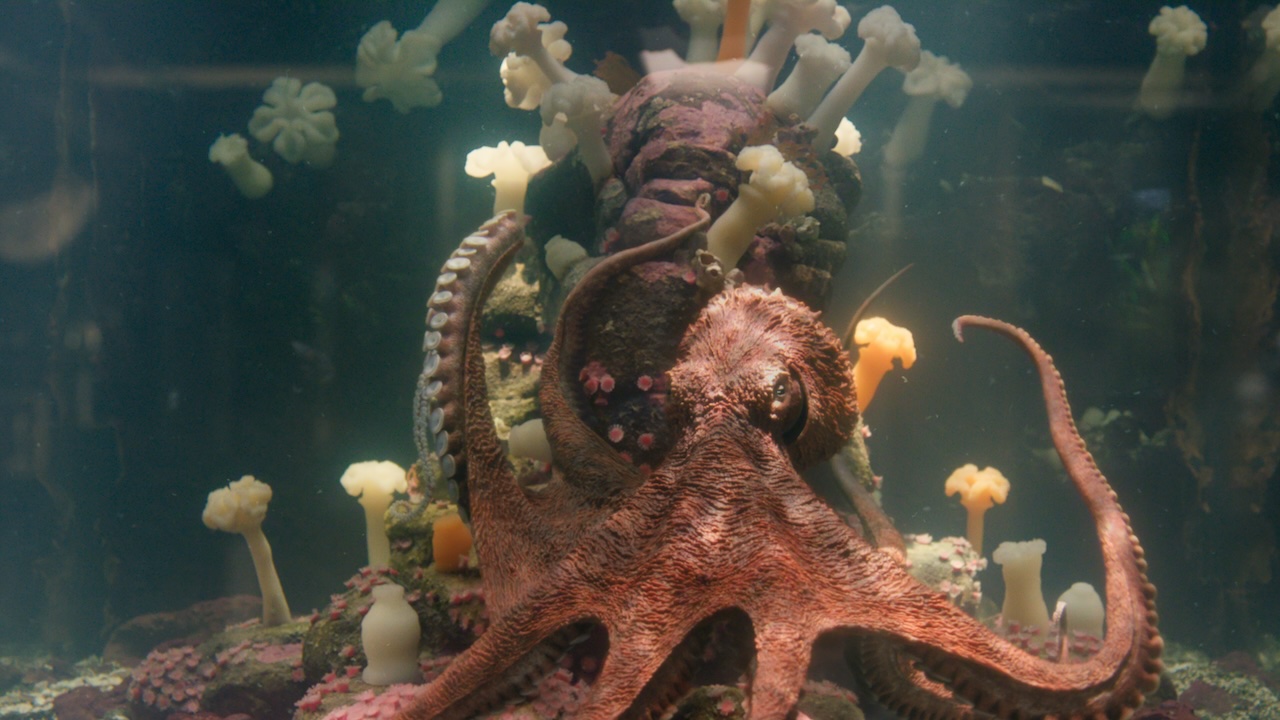 Marcellus the octopus in his tank in Remarkably Bright Creatures