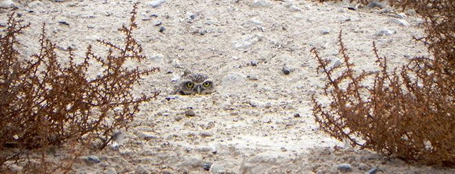 Western burrowing owl, prairie dogs, animal communication