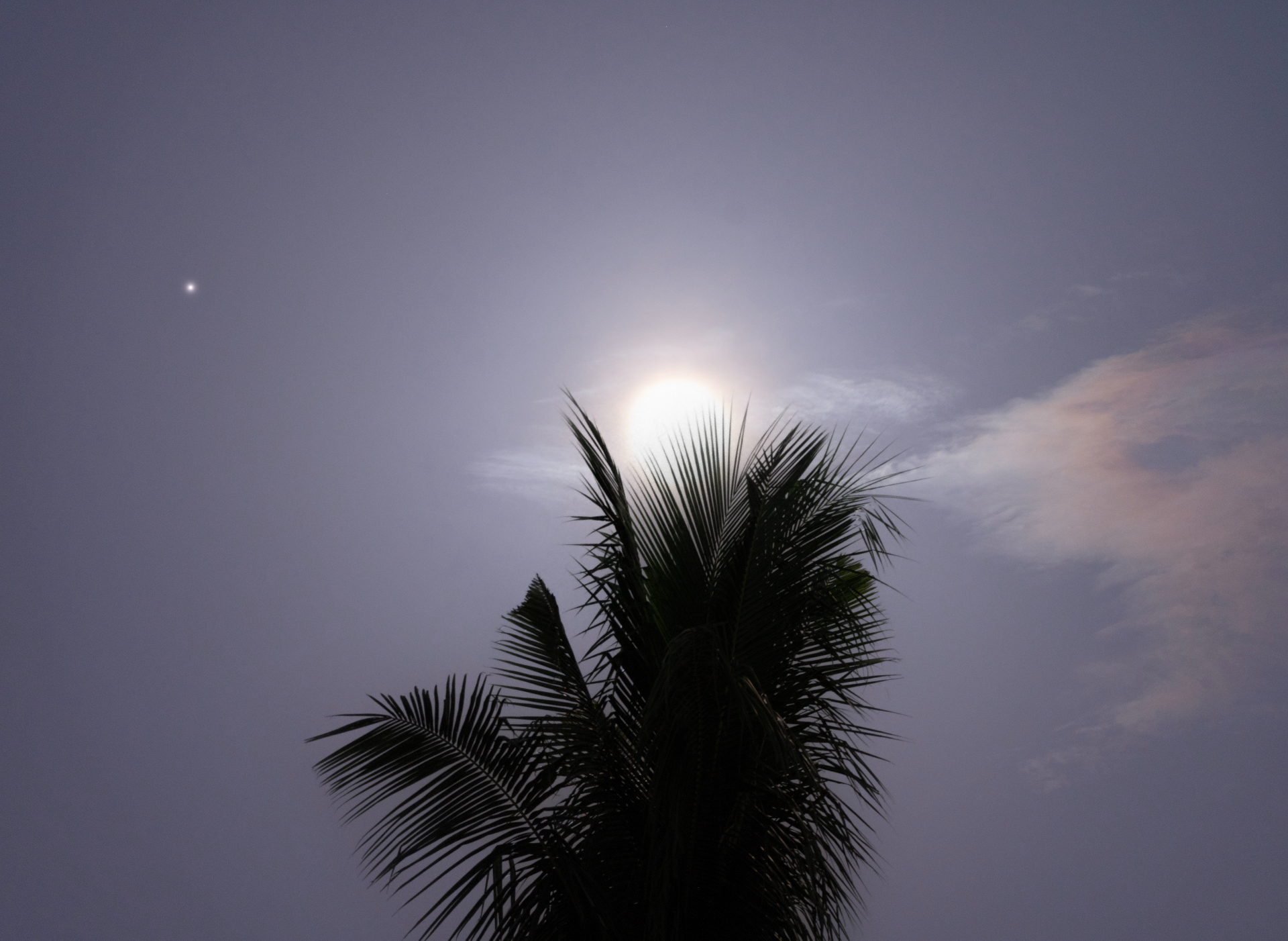 La lune bleue géante brille derrière un palmier, avec le petit point de Saturne visible à gauche de la lune.