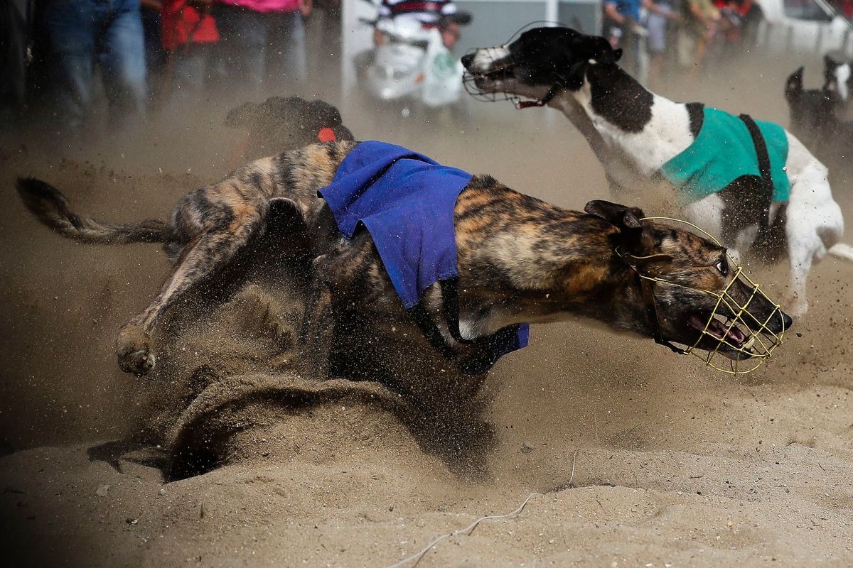 Greyhounds race, a rocket blasts off, and more | The week's best ...
