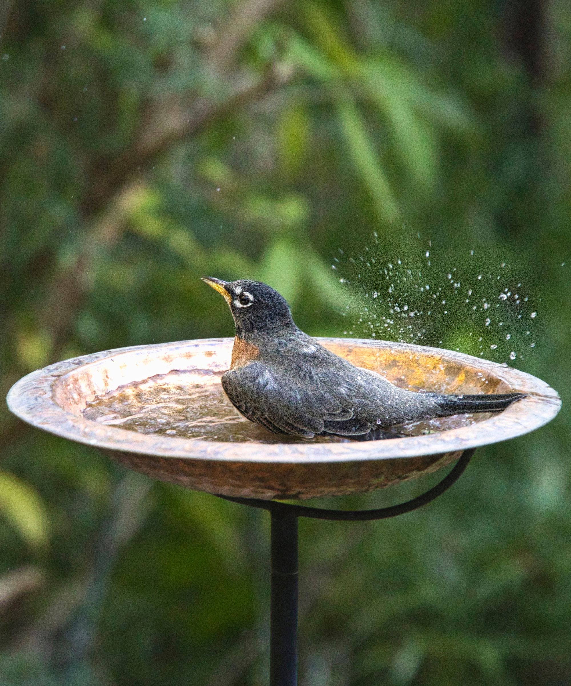 Bird bathing in copper bird bath