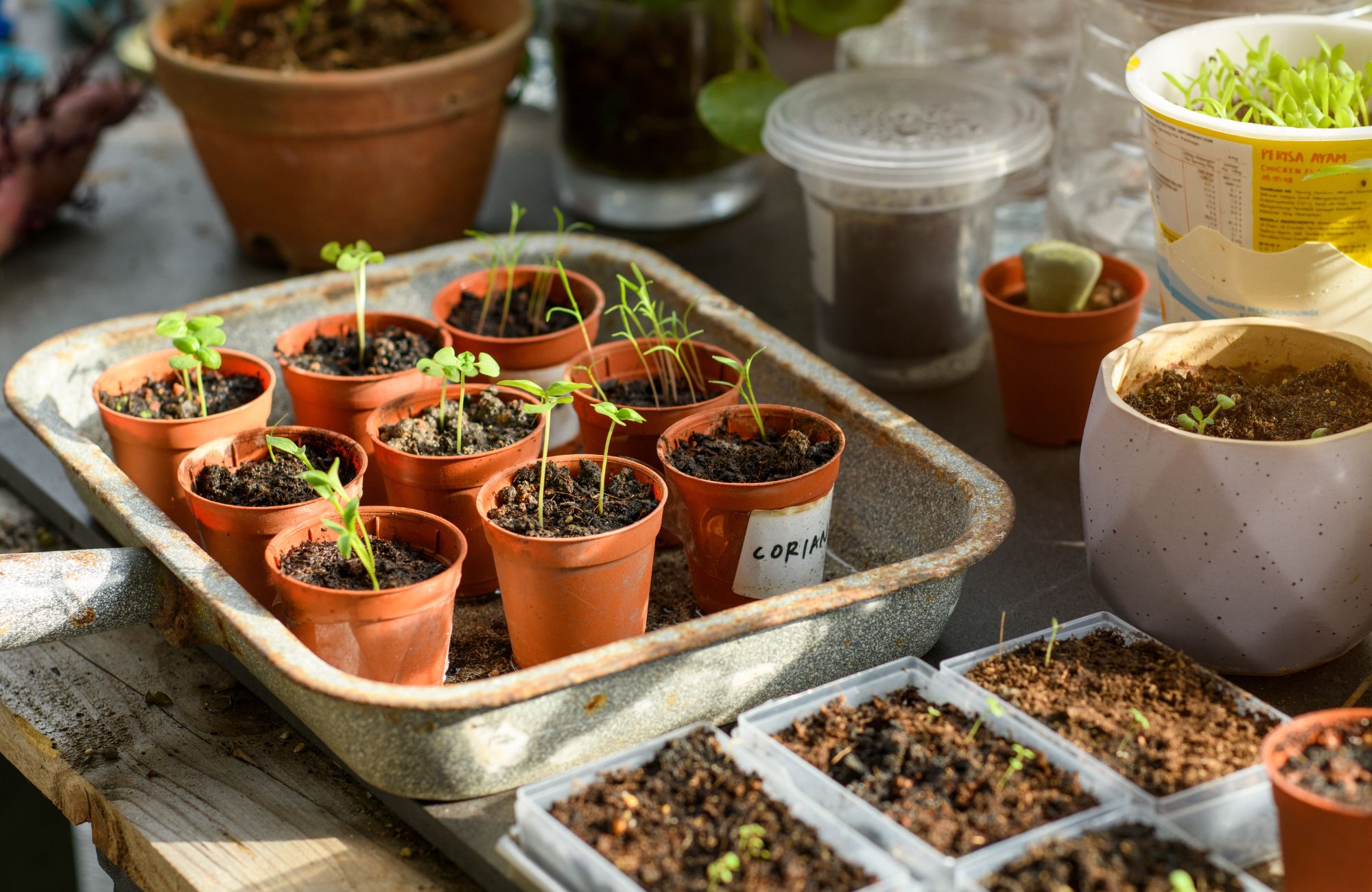 Seedlings planted in pots on a nursery table