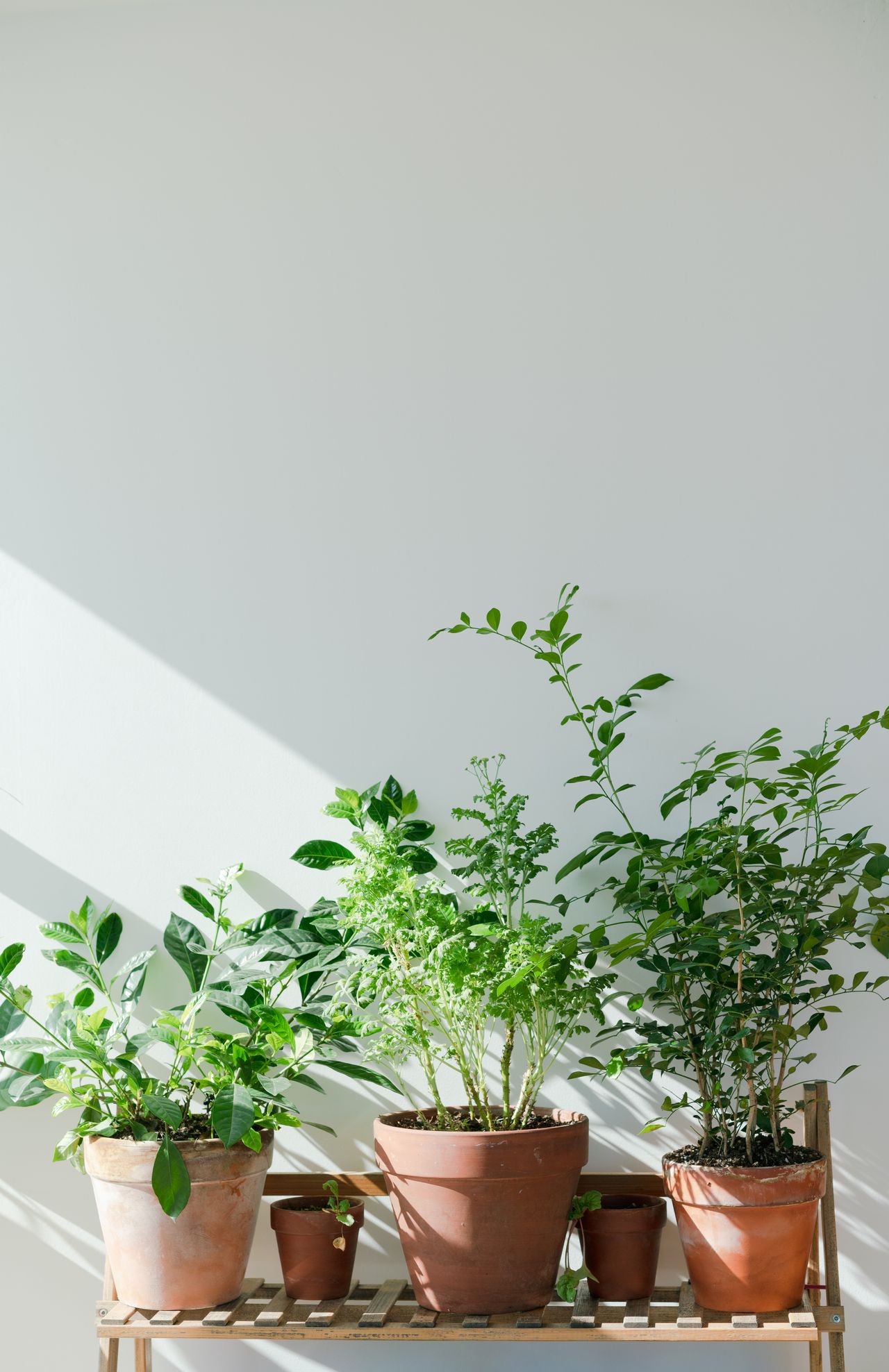 What is clay pot sealer? Here's why you should be using it Livingetc