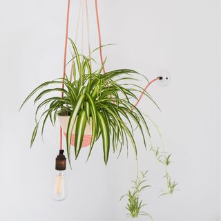 Spider plant hanging from a pink hanging pot with a hanging lightbulb next to it