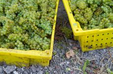Harvested white wine grapes in California