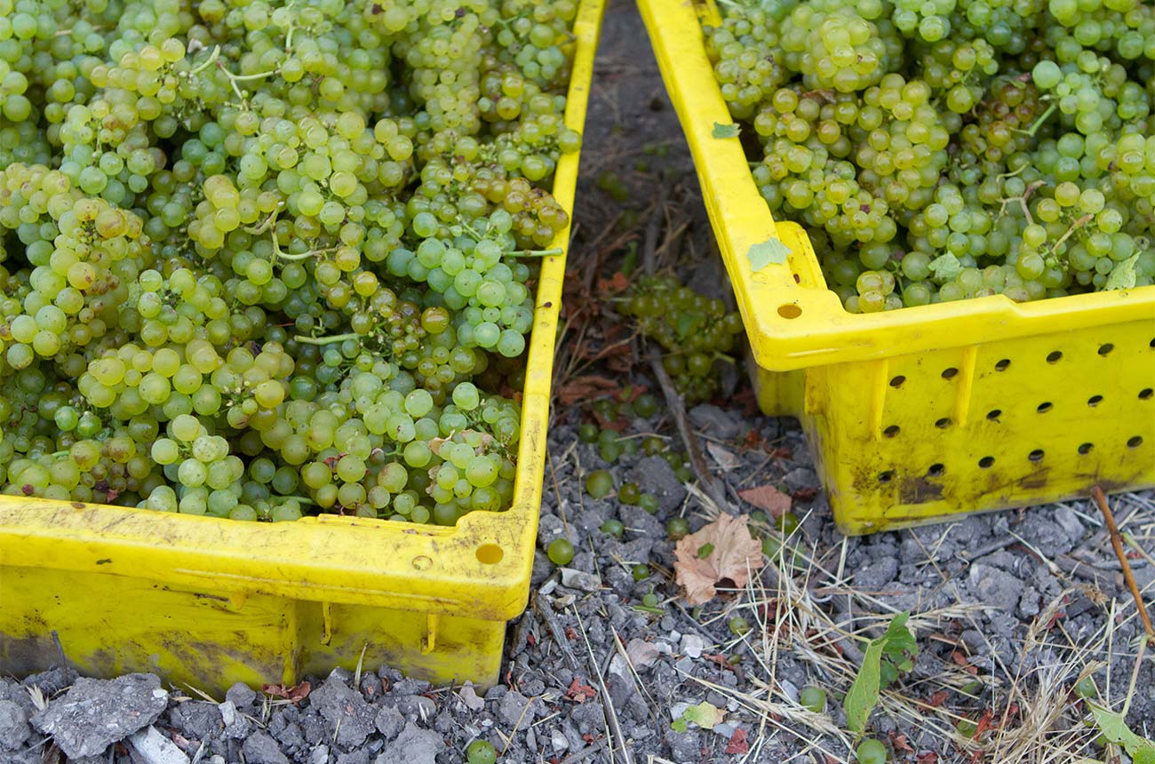 Harvested white wine grapes in California