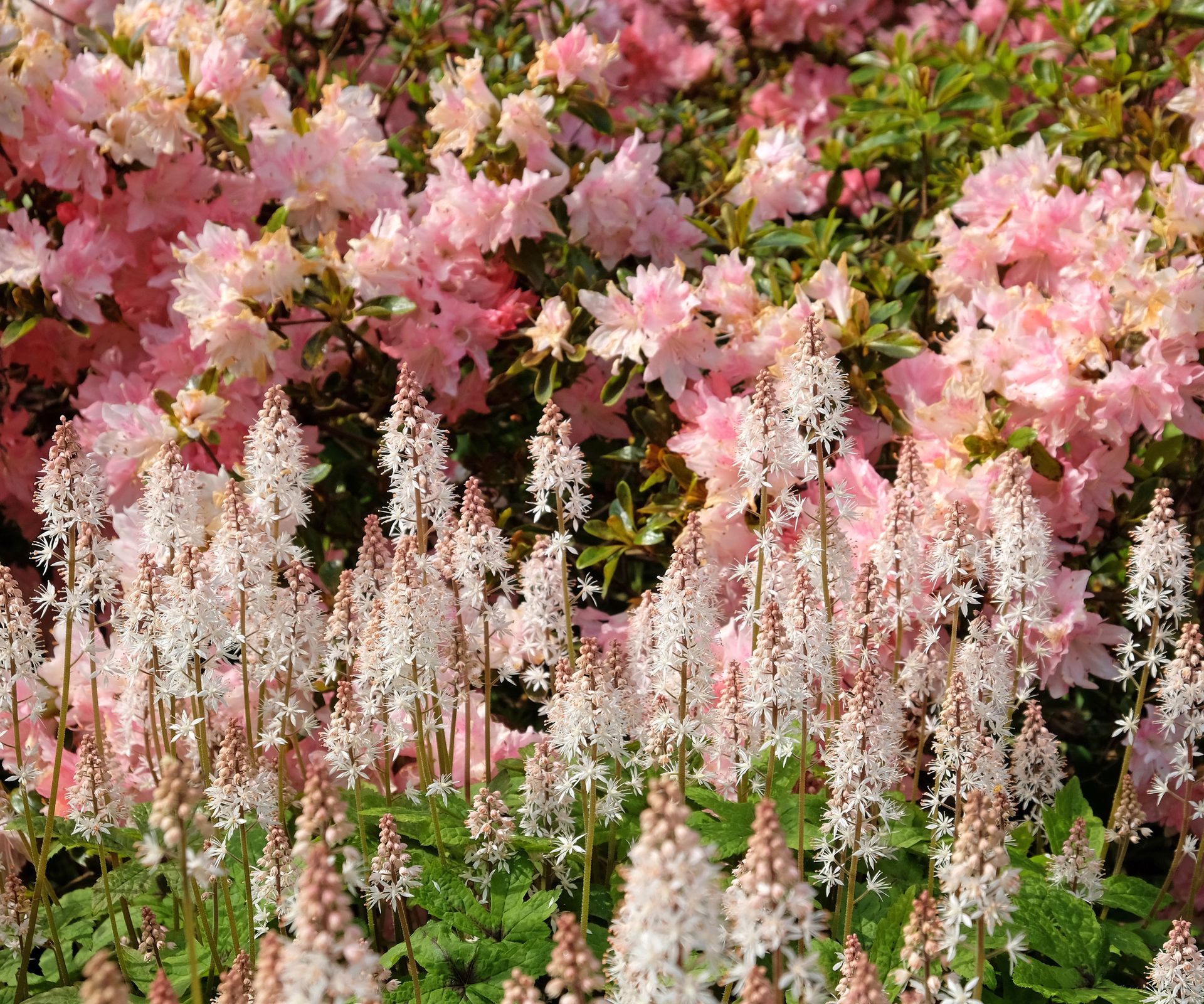 foamflower in full bloom in garden border