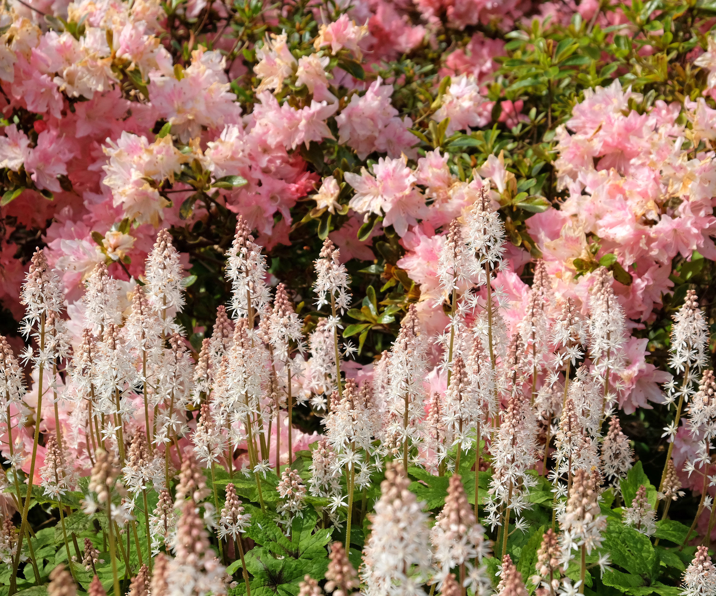 foamflower in full bloom in garden border