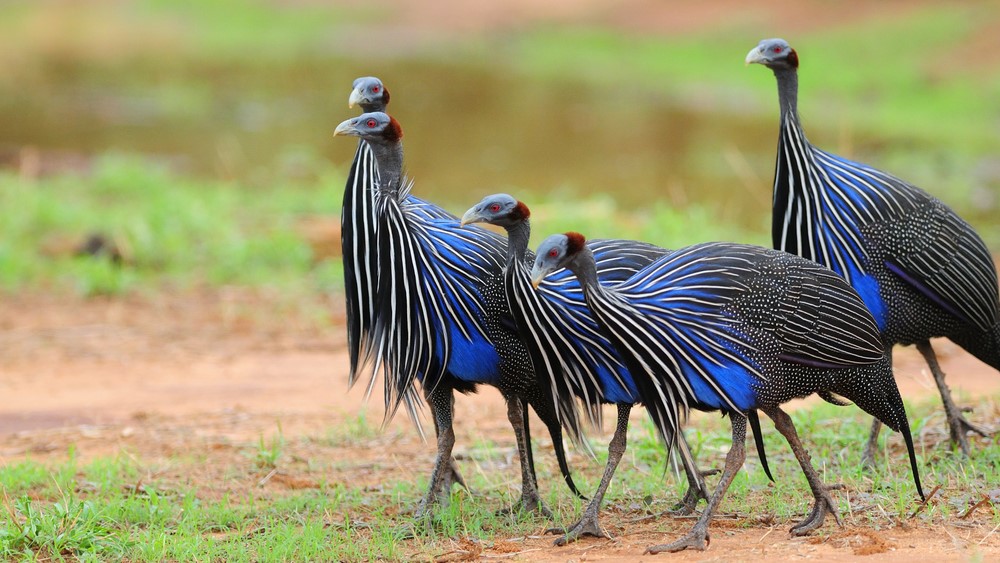 A group of five vulturine guineafowl walking on dry ground and patchy grass.