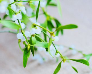 mistletoe berries