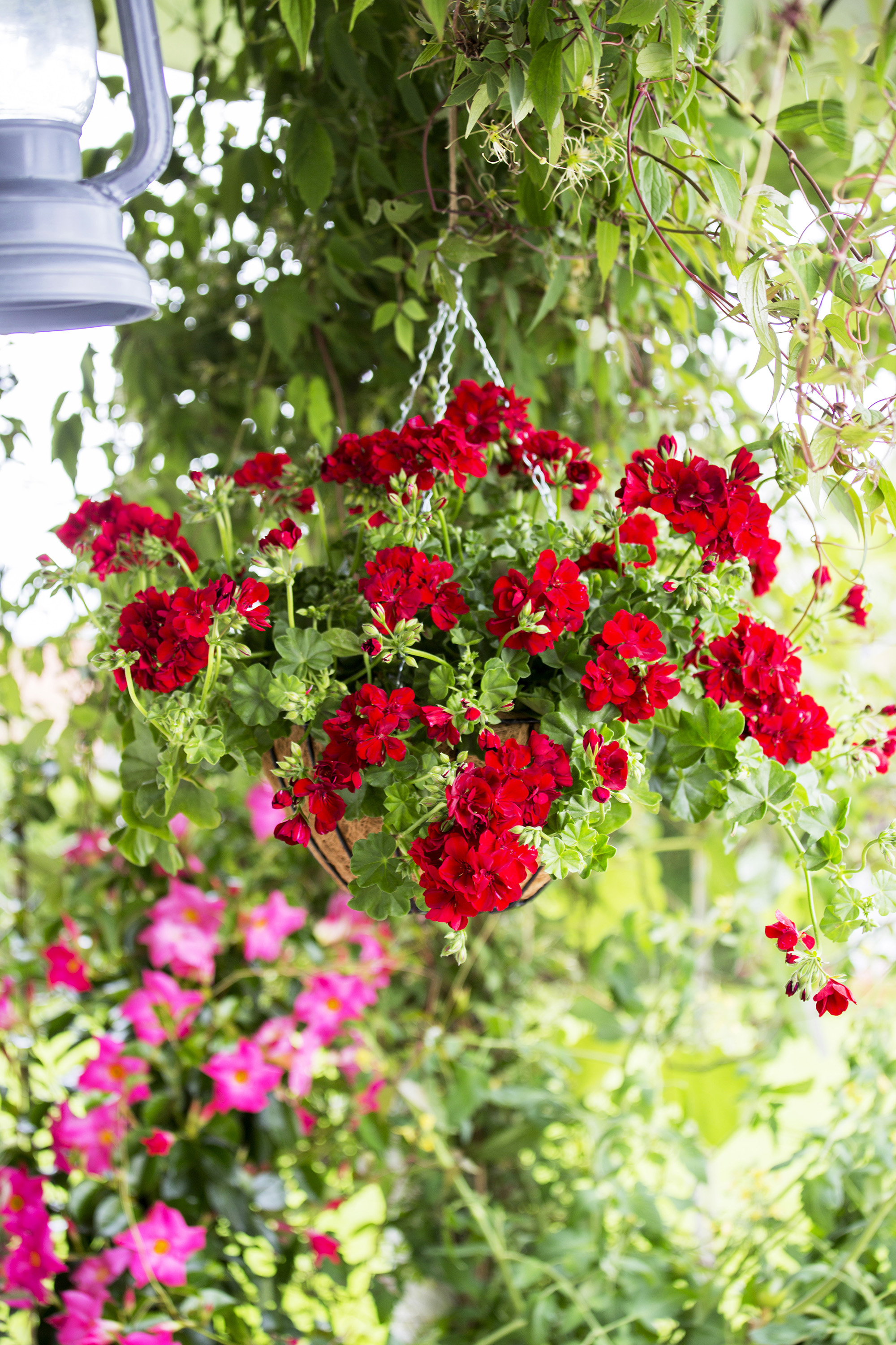 Red geraniums in hanging basket